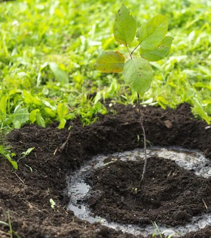 Why is it necessary to process and screen compost before processing? 2 sp241212 163411