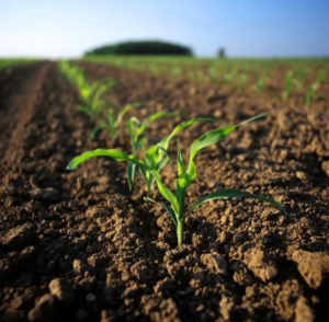 Why is it necessary to process and screen compost before processing? 3 sp241212 163443